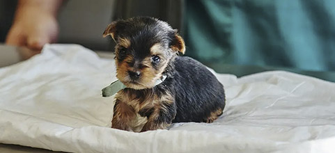 tramites adopta